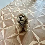 Luxus-apartment In Historischer Villa, Balkon & Lift, Naehe Therme